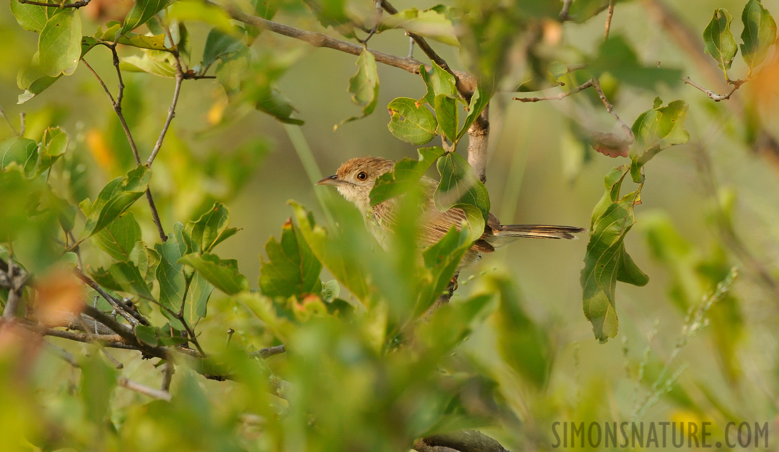 Cisticola natalensis natalensis [550 mm, 1/160 Sek. bei f / 8.0, ISO 1600]